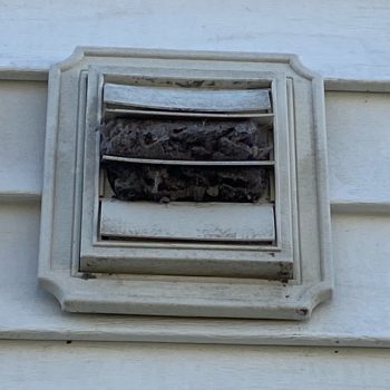 Dryer vent cleaning